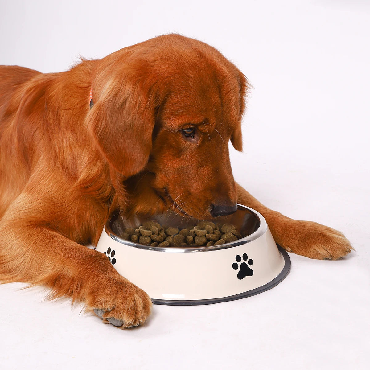 PawFolio Stainless Steel Anti Fall Pet Feeding Bowl PawFolio