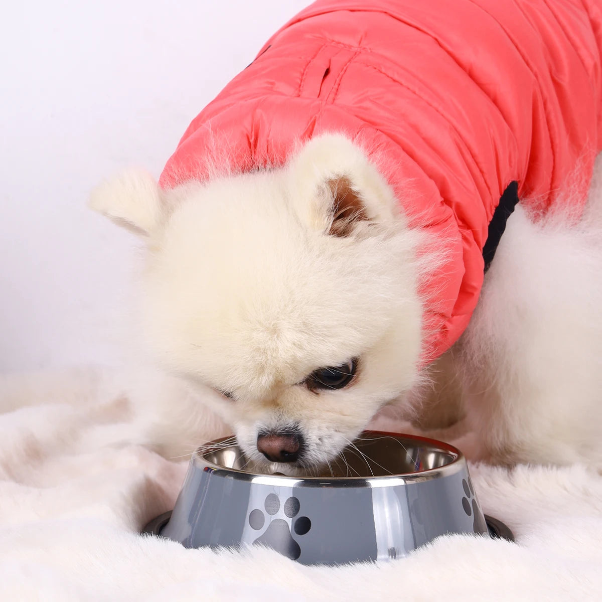 PawFolio Stainless Steel Anti Fall Pet Feeding Bowl